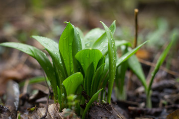 wild garlic leaves growing in forest