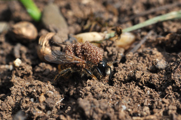 Wasp or bee mom carrying her eggs on her back. Queen bee keep her eggs on shoulder. Taking care of offspring