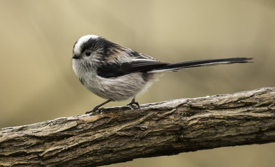 Long tailed tit