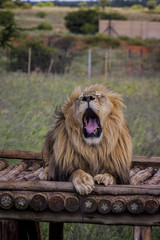 Lion - tje majestic creature 