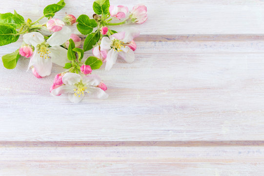 Apple Fruit Blossom Flower With Leaves