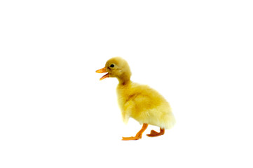 Duckling isolated on white background