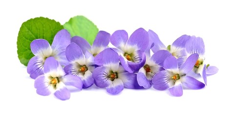 Fototapeta na wymiar Bouquet of violets flowers.