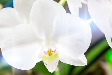 Fototapeta na wymiar White orchid phalaenopsis close up. Beautiful flower