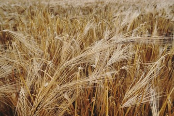 Feld in Irland, Weizen, Ackerbau