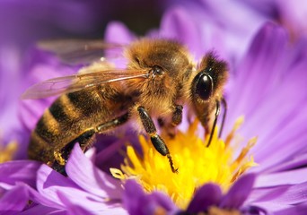 honey bee sitting on the violetflower