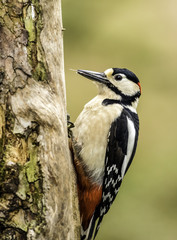 Great spotted woodpecker