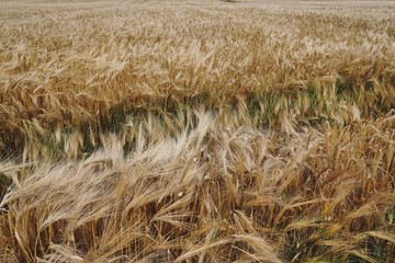 Feld in Irland, Weizen, Ackerbau