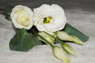 Fototapeta premium White eustoma flowers on a light background (Eustoma grandiflorum)