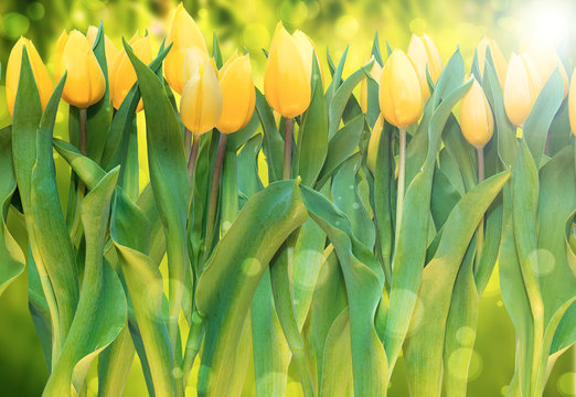 yellow tulips on green blurred meadow background spring season