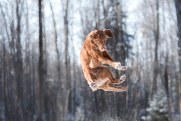 Fototapeta na wymiar Nova Scotia Duck Tolling Retriever breed dog high jumping outdoors