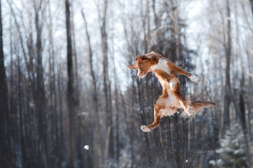 Nova Scotia Duck Tolling Retriever breed dog high jumping outdoors