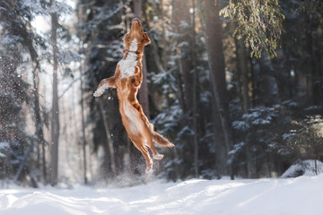 Nova Scotia Duck Tolling Retriever breed dog high jumping outdoors