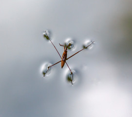 The water skater now came and its reflection over the surface of the pond - Russia