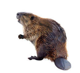 North American Beaver Isolated on a White Background - obrazy, fototapety, plakaty