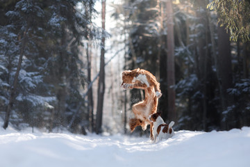 Nova Scotia Duck Tolling Retriever breed dog high jumping outdoors