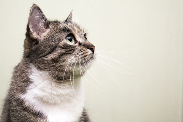 The cat is looking up. Cat's muzzle.