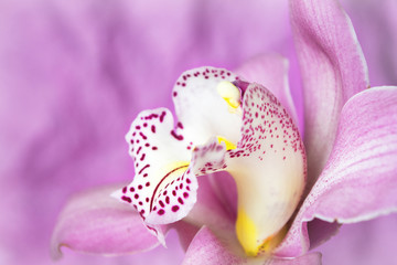  Pink orchid