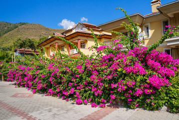 Fototapeta na wymiar Turkey. Summer 2015. The Town Of Icmeler. The Bougainvillea flowers in the city streets