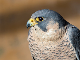 Peregrine Falcon portrait (Falco peregrinus)