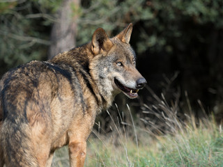 Male of iberian wolf (Canis lupus signatus)