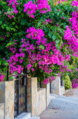 Fototapeta na wymiar Turkey. Summer 2015. The Bougainvillea flowers in the city streets