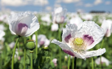 Fototapeta premium flowering poppy field