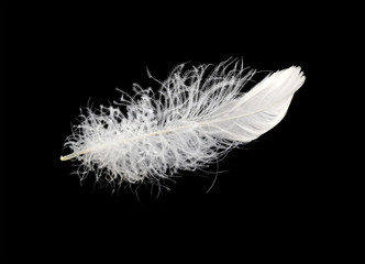 beautiful white fluffy feather bird on black isolated background
