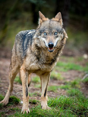 Naklejka na ściany i meble Female of iberian wolf (Canis lupus signatus) with blue eyes