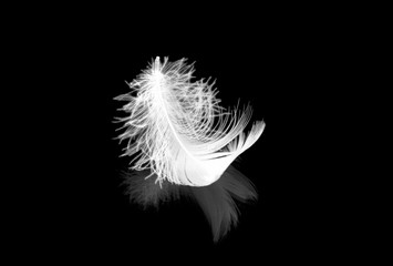 white fluffy feather birds black mirror lies on an isolated background