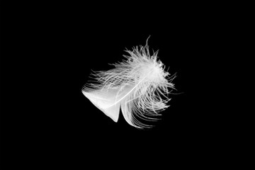 beautiful white fluffy bird feather lies on a black  background
