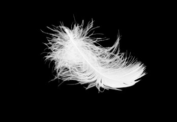 white fluffy bird feather lies on a black isolated background