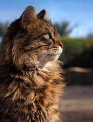 Obraz premium Beautiful fluffy cat in the sunlight