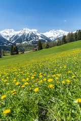 Fototapeta premium Frühling in den Alpen