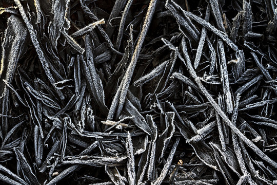 burned black texture covered with frost