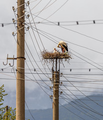 Couple of storks in the nest on on the platform at the top of the utility pole in weaving of wire on a busy street of Banya, Bulgaria - Banya, Bulgaria. - 141410481