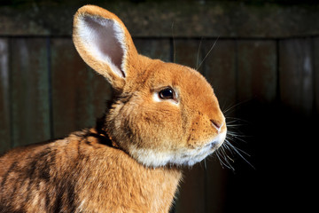 beautiful festive red bunny