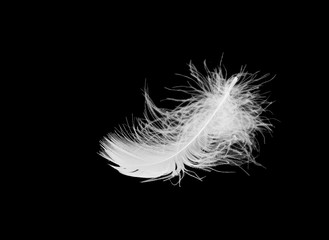 white bird feather lies on a black isolated background