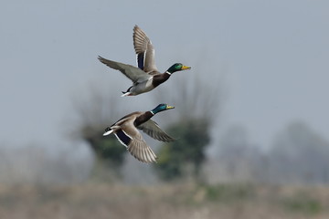Mallard ducks flying 