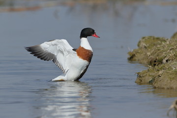 Common shelduck 