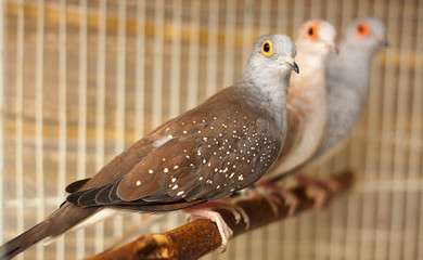 Diamond Doves