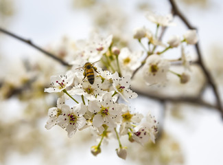 A bee flying over an almond flower