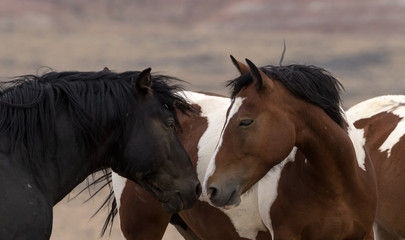 Obraz premium Wild Stallions