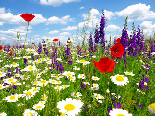 Summer wildflowers and clouds
