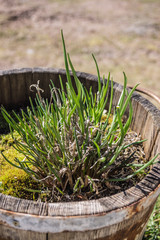 Frischer Schnittlauch