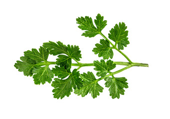 green parsley isolated on white