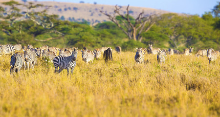 Fototapeta na wymiar Large herd of zebras eating grass in Serengeti Africa