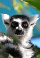 Lemurs