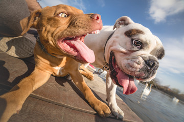 Two dogs playing with each other