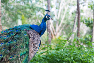 Fototapeta premium Peacock in Mexico